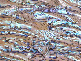 River Shell Mosaic 049