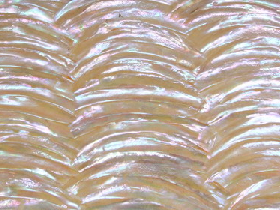 Mother of Pearl Mosaic for Hammam 022