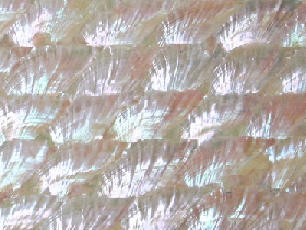 Mother of Pearl Mosaic for Hammam 002