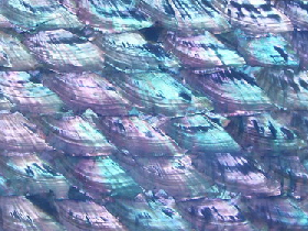 Mother of Pearl Mosaic for Hammam 004