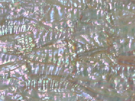 Mother of Pearl Mosaic for Hammam 008