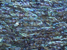 Abalone Shell Panel Green Seamless