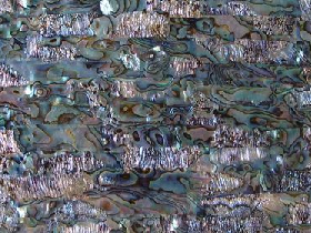 Abalone Shell Panel Green Polished