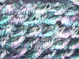 Mother of Pearl Mosaic for Hammam 003